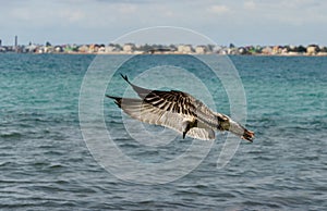 Great Black-backed Gull, immature seagull Larus Marinus flying over emerald waves of Black Sea, Feodosia