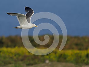 Great black-backed gull, Larus marinus