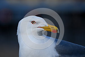 The great black-backed gull Larus marinus