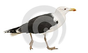 Great Black-backed Gull, Larus marinus