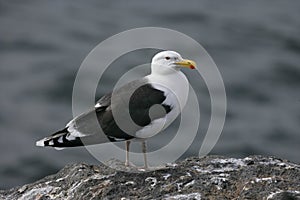 Great black-backed gull, Larus marinus