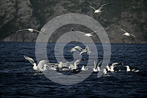 Great black-backed gull, Larus marinus