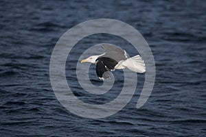 Great black-backed gull, Larus marinus