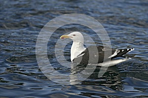 Great black-backed gull, Larus marinus