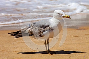 Great black-backed gull, Larus marinus,