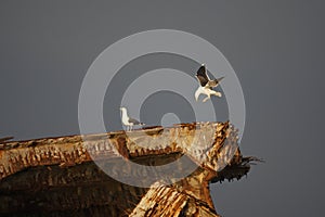 Great Black-backed Gull (Larus marinus)