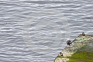 Great black-backed gull, Larus marinus