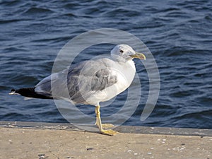 Great black-backed gull on Larus marinus coast, Sardinia, Italy