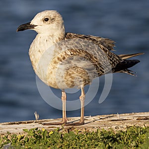 Great Black-backed Gull Larus marinus Costa Ballena Cadiz