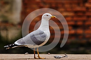 The great black-backed gull (Larus marinus) with a dark red wall