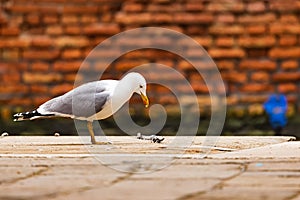 The great black-backed gull (Larus marinus) with a dark red wall