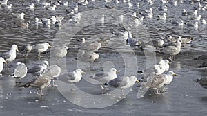 Great black-backed gull Larus marinus, European herring gull Larus argentatus and ducks on ice and in lake water in winter day