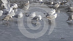 Great black-backed gull Larus marinus,European herring gull Larus argentatus and ducks on ice and in lake water in winter day