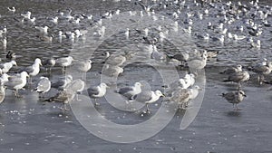 Great black-backed gull Larus marinus,European herring gull Larus argentatus and ducks on ice and in lake water in winter day