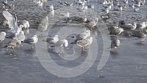Great black-backed gull Larus marinus,European herring gull Larus argentatus and ducks on ice and in lake water in winter day