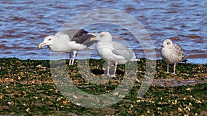 Great Black-backed Gull - Larus marinus feeding.