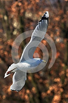 The Great Black-backed Gull Larus marinus flying over the lake