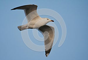 Great black-backed gull (Larus marinus) flying in the sky