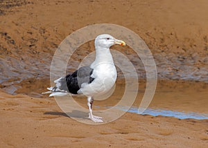 Great Black-backed Gull - Larus marinus, `King of Gulls`..