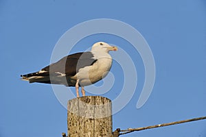 Great Black-backed Gull Larus marinus perched on a post