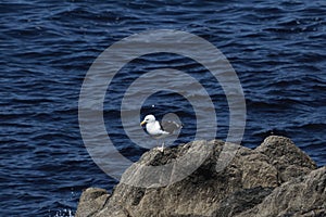 A great black-backed gull, Larus marinus, on rock cliffs