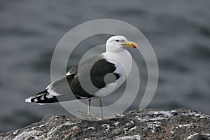 Great black-backed gull, Larus marinus photo