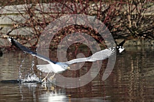The Great Black-backed Gull Larus marinus take off from the water