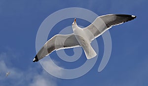 Great Black-backed Gull soaring under blue sky