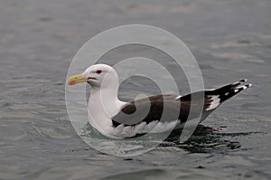 Great black backed gull swim on the northsea, norway