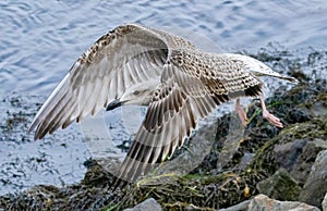 Great Black-Backed Gull taking flight from the banks of the Cape Cod Canal, Massachusetts