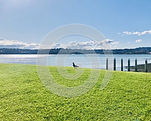 A great black-backed gull walking on field.