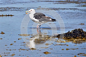 Great Black-backed Gull in water