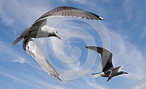 Great Black-backed Gulls