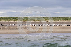 Great Black Backed Gulls photo