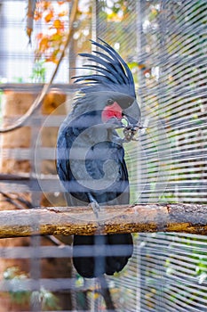 Great black cockatoo parrot sitting on a branch in Puerto de la