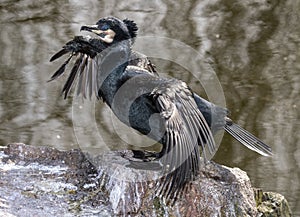 Great Black Cormorant Phalacrocorax carbo