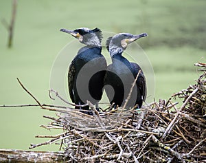 Great Black Cormorant Phalacrocorax carbo