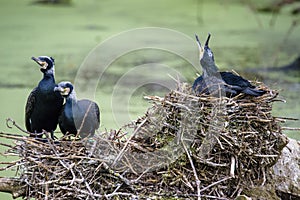Great Black Cormorant Phalacrocorax carbo