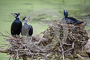 Great Black Cormorant Phalacrocorax carbo