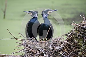 Great Black Cormorant Phalacrocorax carbo