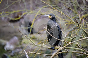 Great Black Cormorant Phalacrocorax carbo