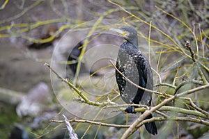 Great Black Cormorant Phalacrocorax carbo