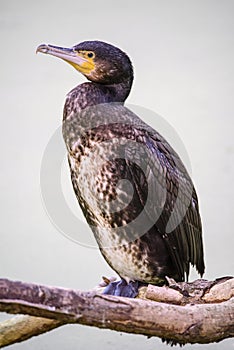 Great Black Cormorant Phalacrocorax carbo