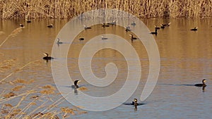 Great black cormorants on a lake in danube delta