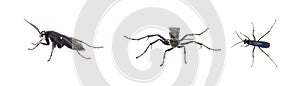 great black digger wasp - sphex pensylvanicus - similar behavior as a Tarantula hawk which paralyzes prey and buries underground