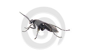 great black digger wasp - sphex pensylvanicus - similar behavior as a Tarantula hawk which paralyzes prey and buries underground