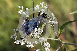 Great Black Digger Wasp - Sphex pensylvanicus - on White Lesser Snakeroot Wildflower