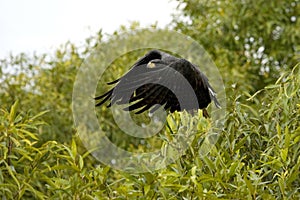 Great Black Hawk, buteogallus urubitinga, Adult in Flight, Los Lianos in Venezuela