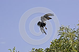 Great Black Hawk, buteogallus urubitinga, Adult in Flight, Los Lianos in Venezuela