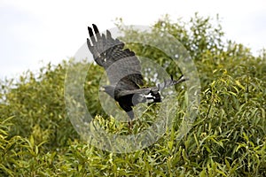 Great Black Hawk, buteogallus urubitinga, Adult in Flight, Los Lianos in Venezuela